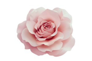 A rose is the main focus of the image, with its petals and stem visible. The rose is pink and white, and it is the only flower in the picture. The image has a serene and peaceful mood png