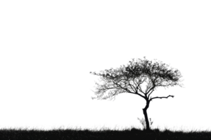 A tree stands alone in a field of grass. The sky is clear and the sun is shining brightly. The tree is tall and slender, with no leaves visible. The scene is peaceful and serene png