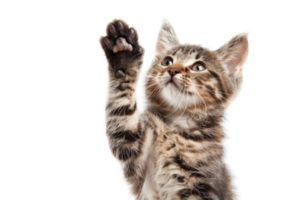 Cute tabby kitten raising paw playfully. Isolated on transparent background. perfect for pet-related designs and projects. png