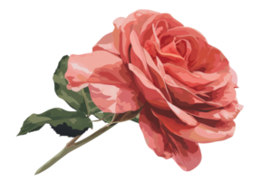 A rose is depicted in a close up, with its stem and leaves visible. The flower is a deep shade of pink, and it is the main focus of the image png