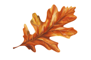 A leaf with a yellow and brown color. The leaf is on a white background. The leaf is the main focus of the image png