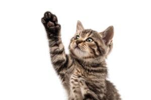 Adorable tabby kitten with its paw raised, isolated on transparent background. Cute portrait of a playful young cat engaging and curious. png