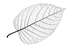 Close-up of an intricate skeleton leaf showcasing its delicate structure and transparency, isolated on a transparent background for design use. png