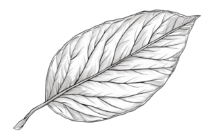 Detailed monochromatic illustration of a single leaf showcasing intricate veins and texture on a transparent background. png