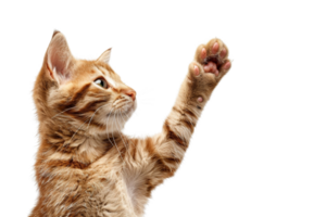Adorable orange tabby kitten with raised paw, isolated on transparent background. expressing playful curiosity. png