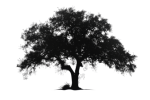 Silhouette of a large, sprawling tree with dense foliage against a transparent background, perfect for nature and landscape projects. png