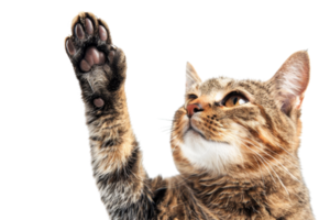 Close-up of a tabby cat raising its paw, isolated on transparent background. showcasing its expressive face and beautiful fur patterns. png