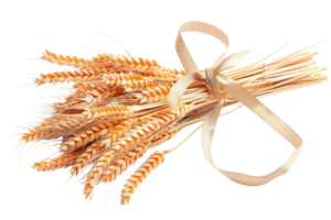 Close-up of a bundle of dried wheat stalks tied with a ribbon, isolated on transparent background. symbolizing agriculture, harvest, and nature. png