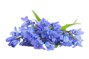 Beautiful bouquet of blue flowers with green stems, isolated on a transparent background. perfect for floral designs and nature themes. png