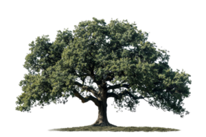 A large tree with green leaves stands alone on a white background. The tree is the main focus of the image, and its size and color contrast with the white background. Concept of calm and serenity png