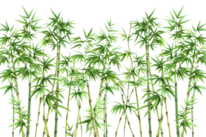 Dense bamboo forest with tall green stalks and lush foliage, creating a serene and natural atmosphere in a tropical environment. png