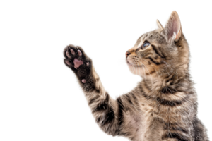 Close-up of a playful tabby kitten raising its paw against a transparent background. showcasing its curiosity and innocence. png