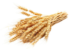 Harvested bundle of golden wheat ears isolated on a transparent background. representing agriculture, farming, and organic produce. png
