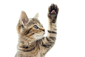 Adorable tabby kitten with raised paw, isolated on transparent background. Perfect for pet-related themes, advertising, and design projects. png