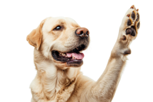 Happy Labrador Retriever dog raising its paw, isolated on transparent background. Friendly, playful, and intelligent pet in a cheerful pose. png