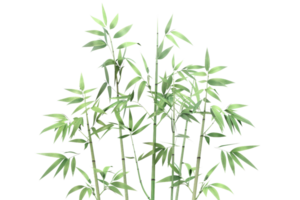 Lush green bamboo stalks with leaves, isolated on a transparent background. Ideal for nature, environment, or botanical themes. png