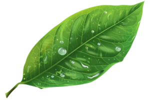 A leaf with water droplets on it. The leaf is green and has a shiny appearance png