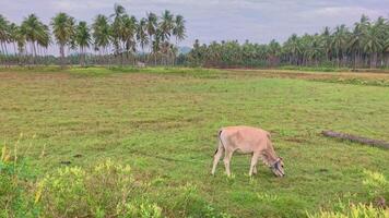 Cow Grazing in a Lush Green Field. A lone cow grazes peacefully in a lush green field under a cloudy sky, surrounded by towering palm trees. video