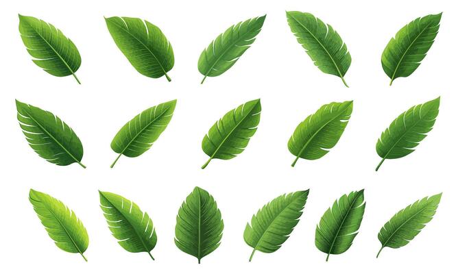set of banana leaves