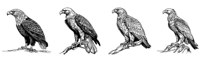 set of silhouettes of eagles hanging on a tree. eagle standing. sketch style . isolated background vector