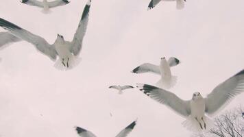 Seagulls Eat Bread from the Hand in Flight. A Lot of Hungry Birds in the Air. Feeding Seagulls with the Bread. Birds are Flying in the Cloudy Sky in Daytime video