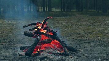 A Bonfire Burning in the Forest in Evening. Flaming Campfire. Fireplace in Nature - Static Shot, Slow Motion video