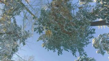 Low Angle View of a Winter Pine Forest, Walking Through the Coniferous Trees. Bottom View of the Tops of Pines in the Snow at Sunny Winter Day. The Sky Can Be Seen Through the Tops of the Pines video