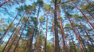 Low Angle View of Colorful Summer Pine Forest, Walking Through the Coniferous Trees. Bottom View of the Tops of Pines at Sunny Summer Day. The Sky Can Be Seen Through the Tops of Pines video