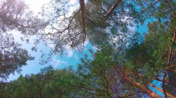 Low Angle View of Colorful Summer Pine Forest, Walking Through the Coniferous Trees - Moving Right. Bottom View of the Tops of Pines at Sunny Summer Day. The Sky Can Be Seen Through the Tops of Pines video
