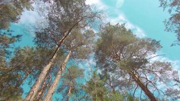 Walking Through the Pine Forest and Looking Up to the Trees. Bottom View of Pine Crowns at Sunny Summer Day. The Sky Can Be Seen Through the Tops of the Trees video