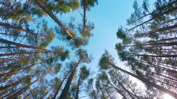 Low Angle View of Colorful Summer Pine Forest, Walking Through the Coniferous Trees - Moving Left. Bottom View of the Tops of Pines at Sunny Summer Day. The Sky Can Be Seen Through the Tops of Pines video