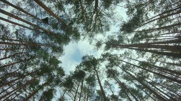 Low Angle View of a Pine Forest when Looking Up to the Trees. Bottom View of Pine Crowns at Sunny Summer Day. The Sky Can Be Seen Through the Tops of the Trees. Backward Gimbal Stabilizer Movement video