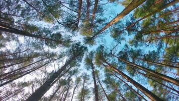 Low Angle View of Colorful Summer Pine Forest, Walking Through the Coniferous Trees - Moving Right. Bottom View of the Tops of Pines at Sunny Summer Day. The Sky Can Be Seen Through the Tops of Pines video