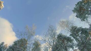 Low Angle View of a Winter Pine Forest, Walking Through the Coniferous Trees. Bottom View of the Tops of Pines in the Snow at Sunny Winter Day. The Sky Can Be Seen Through the Tops of the Pines video