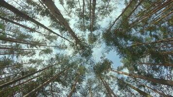 Low Angle View of a Pine Forest when Looking Up to the Trees. Bottom View of Pine Crowns at Sunny Summer Day. The Sky Can Be Seen Through the Tops of the Trees. Gimbal Stabilizer Rotation Right video