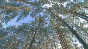Low Angle View of a Winter Pine Forest, Walking Through the Coniferous Trees. Bottom View of the Tops of Pines in the Snow at Sunny Winter Day. The Sky Can Be Seen Through the Tops of the Pines video