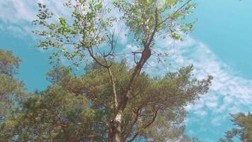 Walking Through the Pine Forest and Looking Up to the Trees. Bottom View of Pine Crowns at Sunny Summer Day. The Sky Can Be Seen Through the Tops of the Trees video