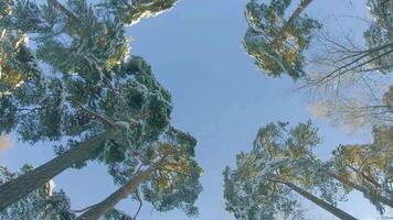 Low Angle View of a Winter Pine Forest, Walking Through the Coniferous Trees. Bottom View of the Tops of Pines in the Snow at Sunny Winter Day. The Sky Can Be Seen Through the Tops of the Pines video