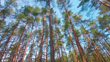Low Angle View of Colorful Summer Pine Forest, Walking Through the Coniferous Trees. Bottom View of the Tops of Pines at Sunny Summer Day. The Sky Can Be Seen Through the Tops of Pines video