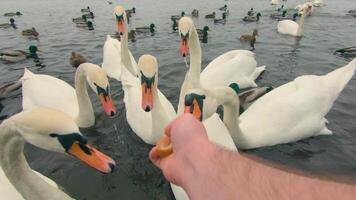 Feeding Swans with Bread in River at Mainly Cloudy Day - First Person View, Slow Motion. Swans Eat from Hand. A Lot of Swans and Ducks in a Pond. Hungry Birds in a Wild. Birds Fighting for Food - POV video