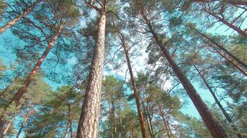Walking Through the Pine Forest and Looking Up to the Trees. Bottom View of Pine Crowns at Sunny Summer Day. The Sky Can Be Seen Through the Tops of the Trees video