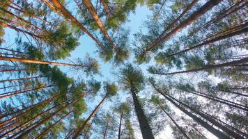 Low Angle View of Colorful Summer Pine Forest, Walking Through the Coniferous Trees - Moving Left. Bottom View of the Tops of Pines at Sunny Summer Day. The Sky Can Be Seen Through the Tops of Pines video
