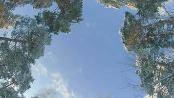 Low Angle View of a Winter Pine Forest, Walking Through the Coniferous Trees. Bottom View of the Tops of Pines in the Snow at Sunny Winter Day. The Sky Can Be Seen Through the Tops of the Pines video