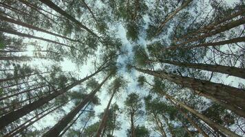 Low Angle View of a Pine Forest when Looking Up to the Trees. Bottom View of Pine Crowns at Sunny Summer Day. The Sky Can Be Seen Through the Tops of the Trees. Backward Gimbal Stabilizer Movement video