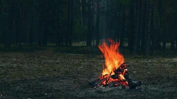 A Bonfire Burning in the Forest in Evening. Flaming Campfire. Fireplace in Nature - Static Shot, Slow Motion video