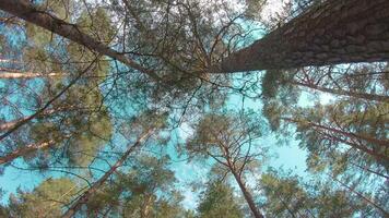 Walking Through the Pine Forest and Looking Up to the Trees. Bottom View of Pine Crowns at Sunny Summer Day. The Sky Can Be Seen Through the Tops of the Trees video