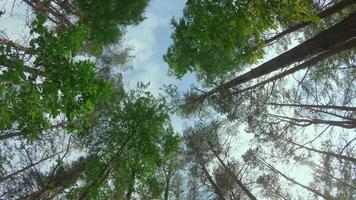 Low Angle View of a Pine Forest when Looking Up to the Trees. Bottom View of Pine Crowns at Sunny Summer Day. The Sky Can Be Seen Through the Tops of the Trees. Forward Gimbal Stabilizer Movement video