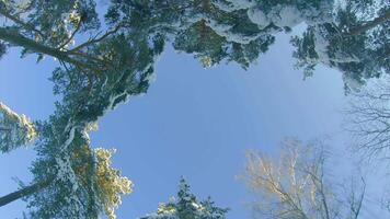 Low Angle View of a Winter Pine Forest, Walking Through the Coniferous Trees. Bottom View of the Tops of Pines in the Snow at Sunny Winter Day. The Sky Can Be Seen Through the Tops of the Pines video