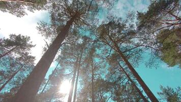 Walking Through the Pine Forest and Looking Up to the Trees. Bottom View of Pine Crowns at Sunny Summer Day. The Sky Can Be Seen Through the Tops of the Trees video