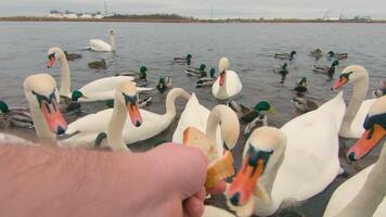 Feeding Swans with Bread in River at Mainly Cloudy Day - First Person View, Slow Motion. Swans Eat from Hand. A Lot of Swans and Ducks in a Pond. Hungry Birds in a Wild. Birds Fighting for Food - POV video
